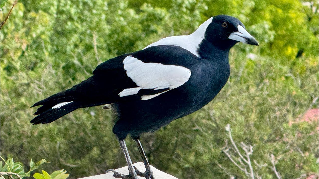 Birds go WILD in Australia Live!
