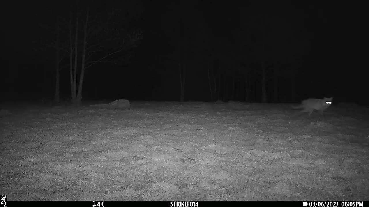 236 Szczekanie lisa Fox call barking  Fotopułapka Trail Camera Browning Strike Force Pro XD
