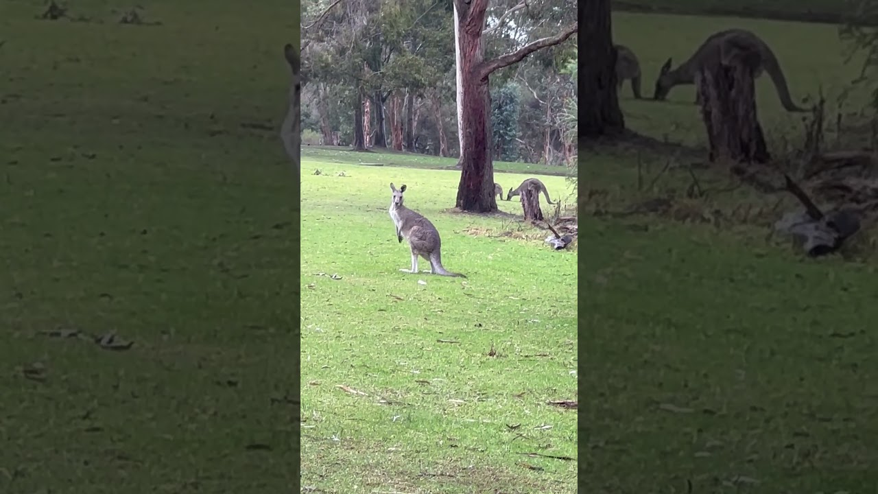 #melbournepark