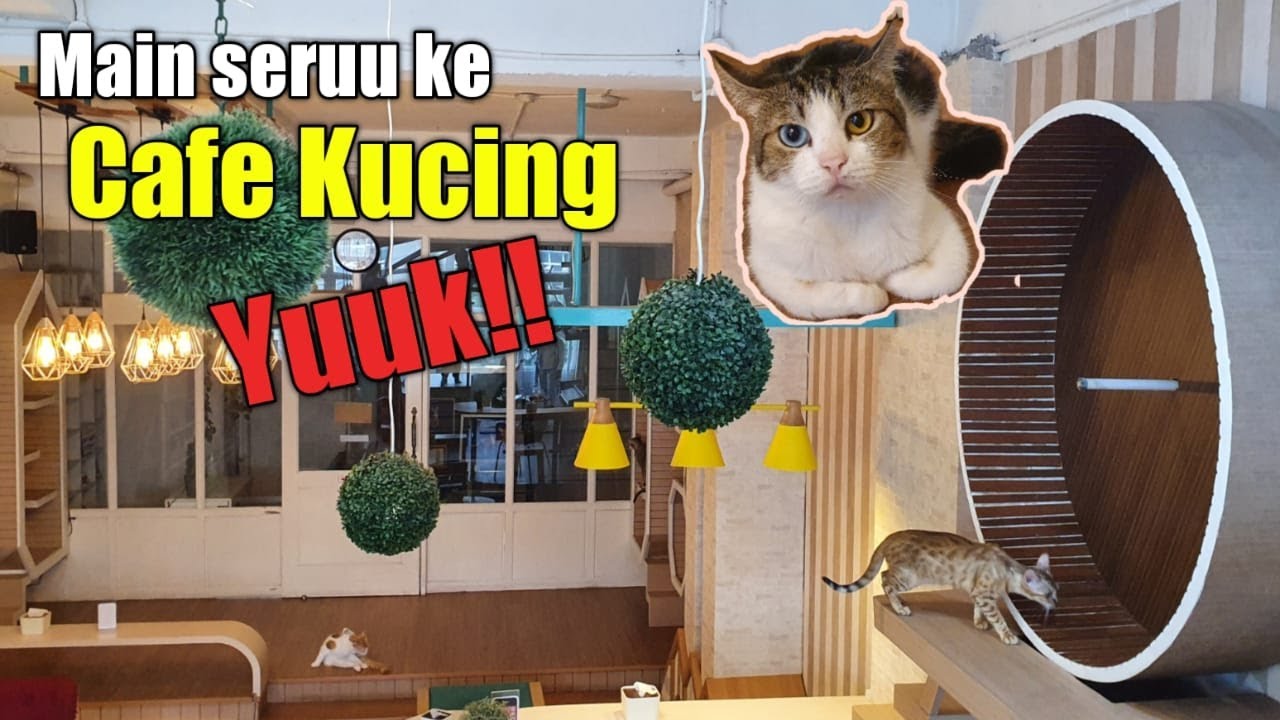 SUPERBEE CAT CAFE DI BEKASI | CAFE KUCING PERTAMA DI BEKASI BUAT PECINTA KUCING
