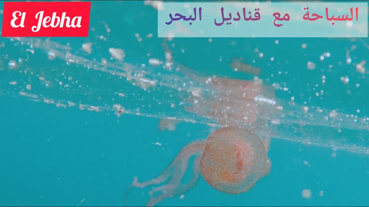 تجربة السباحة مع قناديل البحر... بشاطئ الحواض...مدينة الجبهة