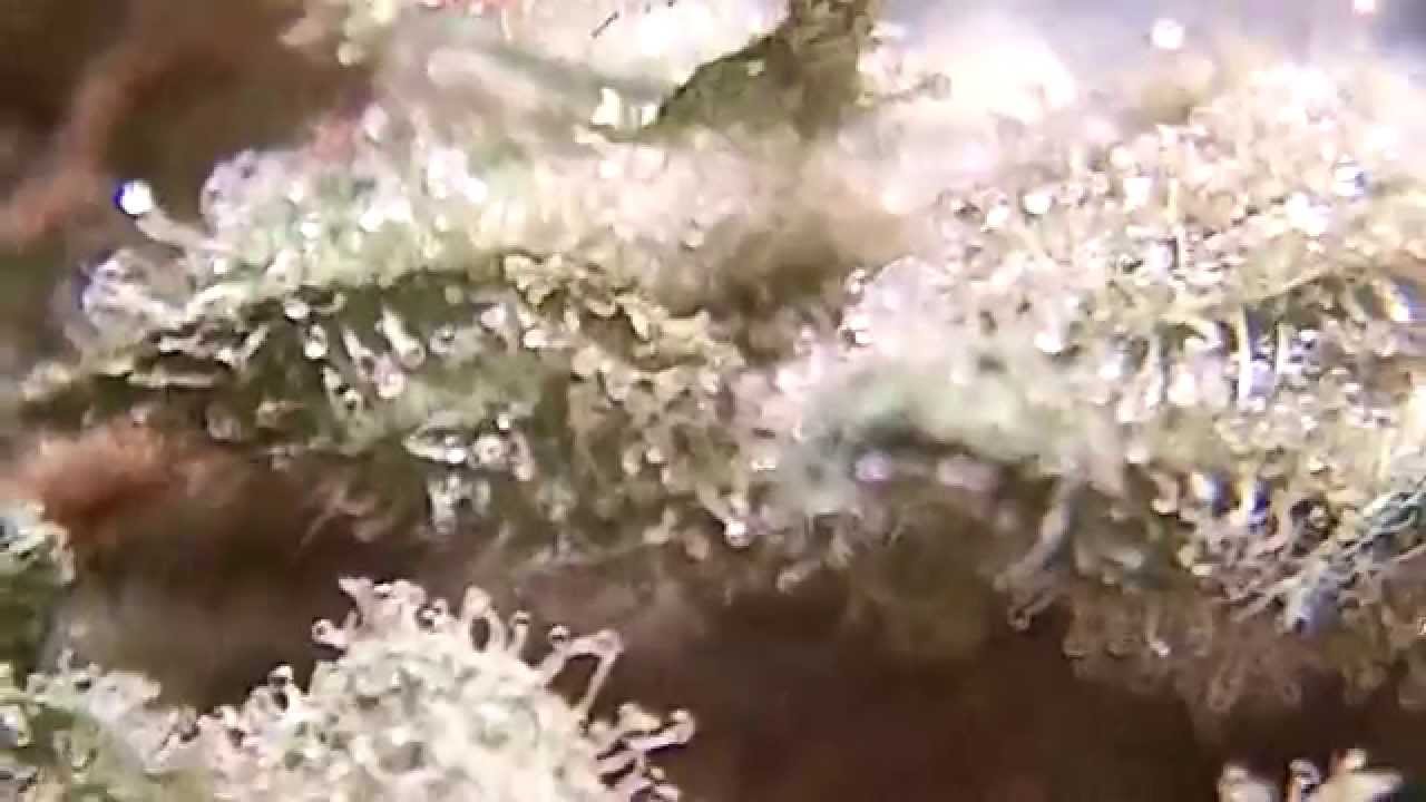 Ep 388 NYc Diesel Hd Medical Cannabis Strain Review 1080p Soma Seeds Prt3 Bud