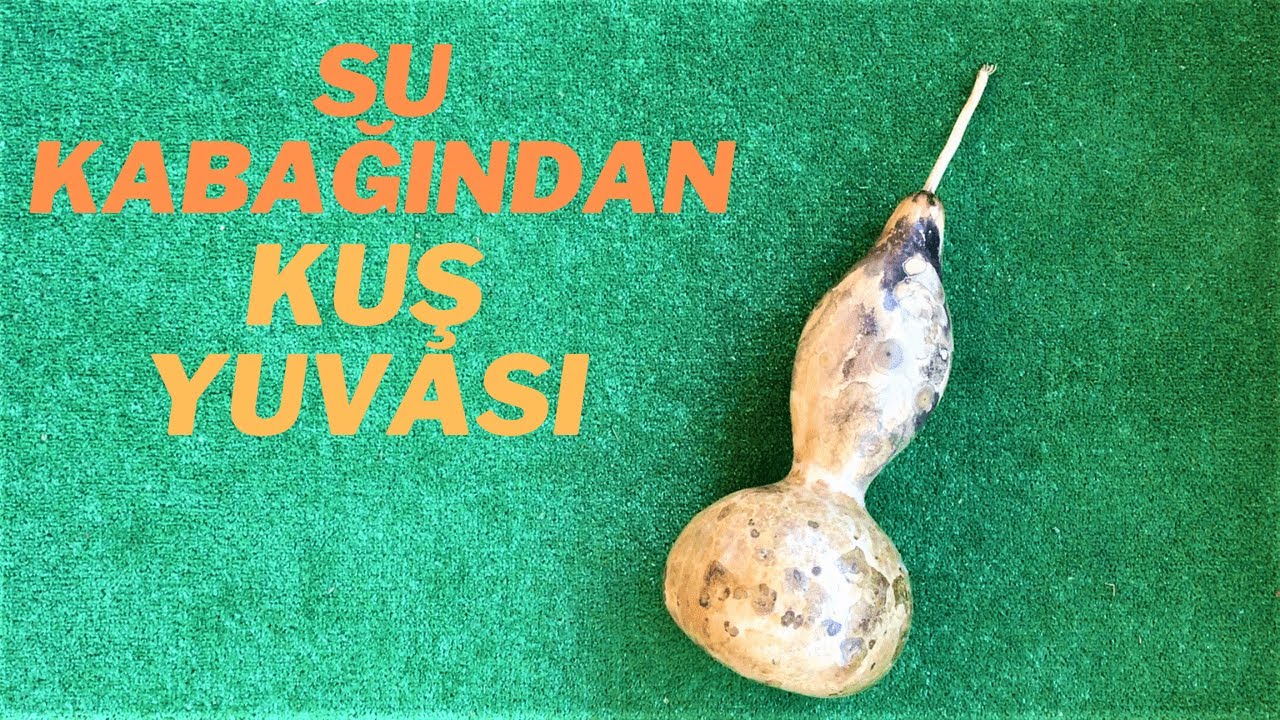 Su Kabağından Kuş Yuvası | Kumrulardan Sürpriz | Leyleklerin Göçü