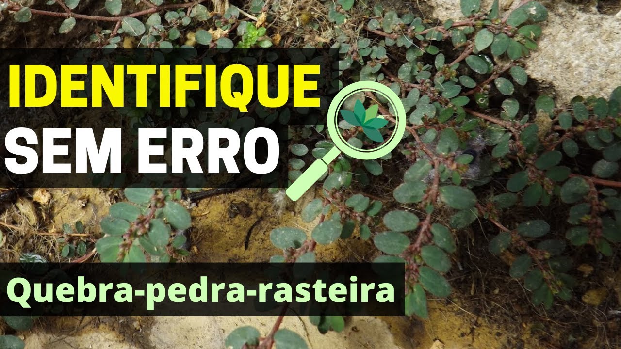 Que PLANTA &eacute; essa, Daniel? Quebra-pedra-rasteira