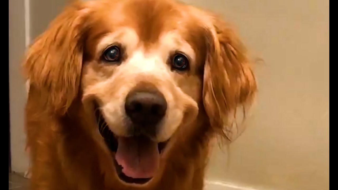 The World's Happiest Dog 😍 | FUNNIEST Pets Of The Month
