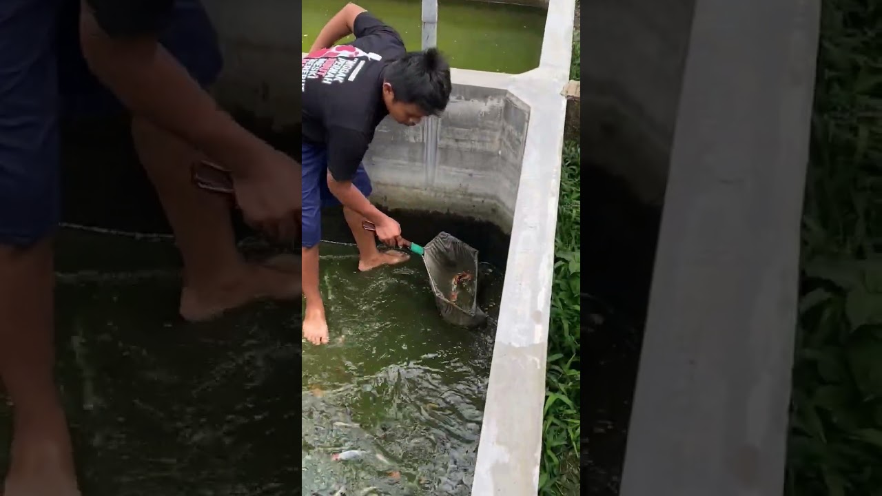 Baby ikan showa dan shiro ternakan kami wilayah Blitar-Jawatimur Indonesia🔥