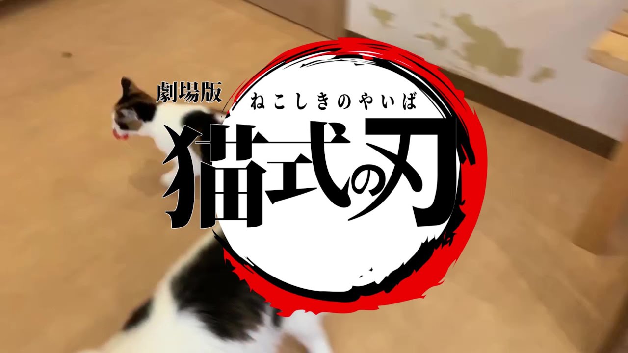 猫式の刃。  #猫 #保護猫 #保護猫カフェ #鬼滅の刃