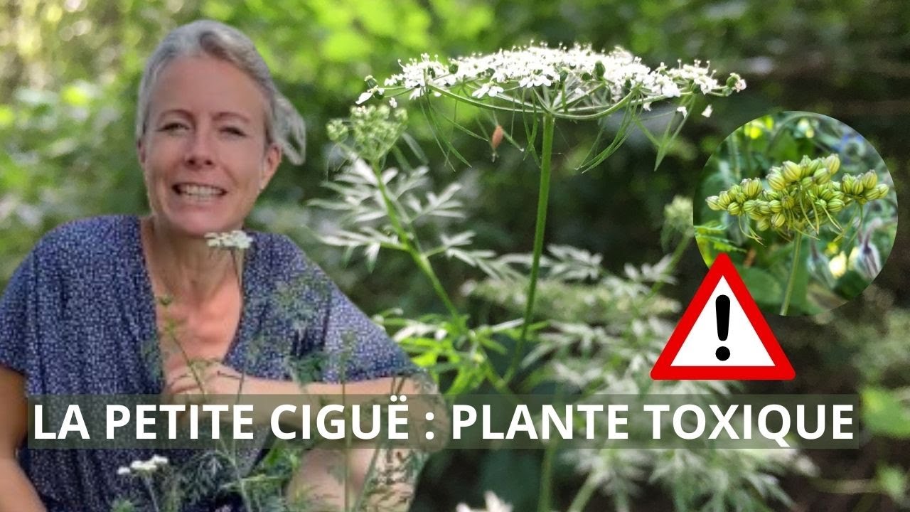 La petite cigüe - plante toxique !