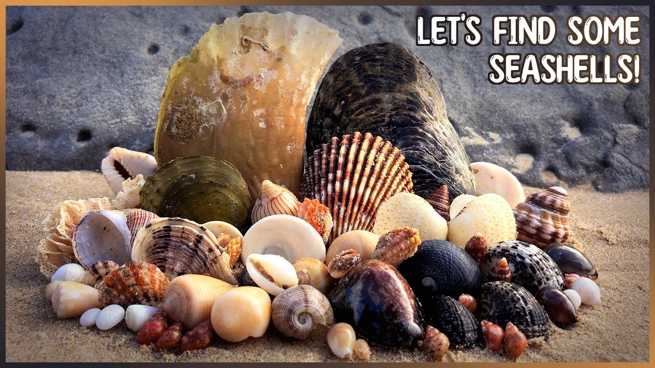 Afternoon Pen Shell & Pearl Oysters | Low Tide on the Sunshine Coast