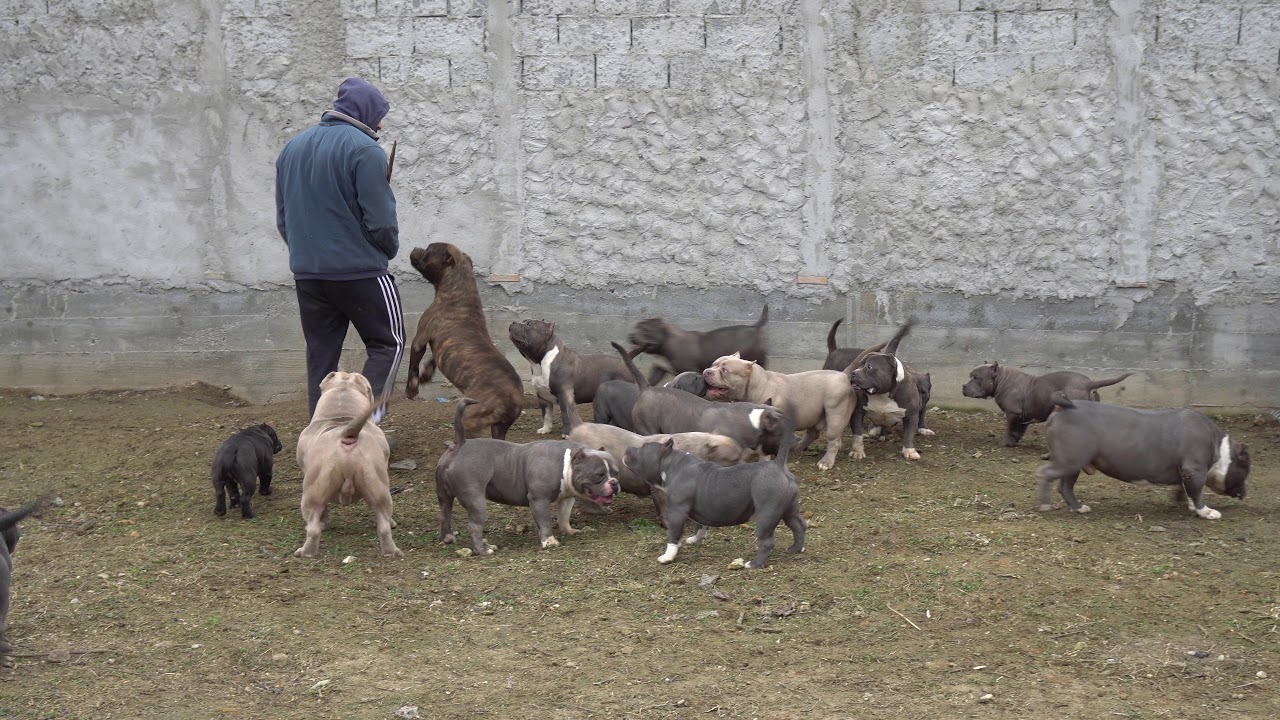 BIGGEST  AMERICAN BULLY KENNEL 2020
