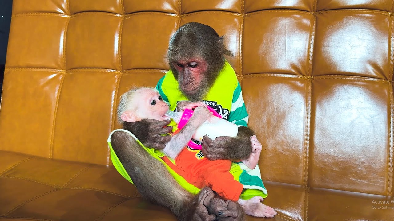 Too Cute! CUTIS Drives a Supercar to Buy Baby Monkey’s Favorite Milk