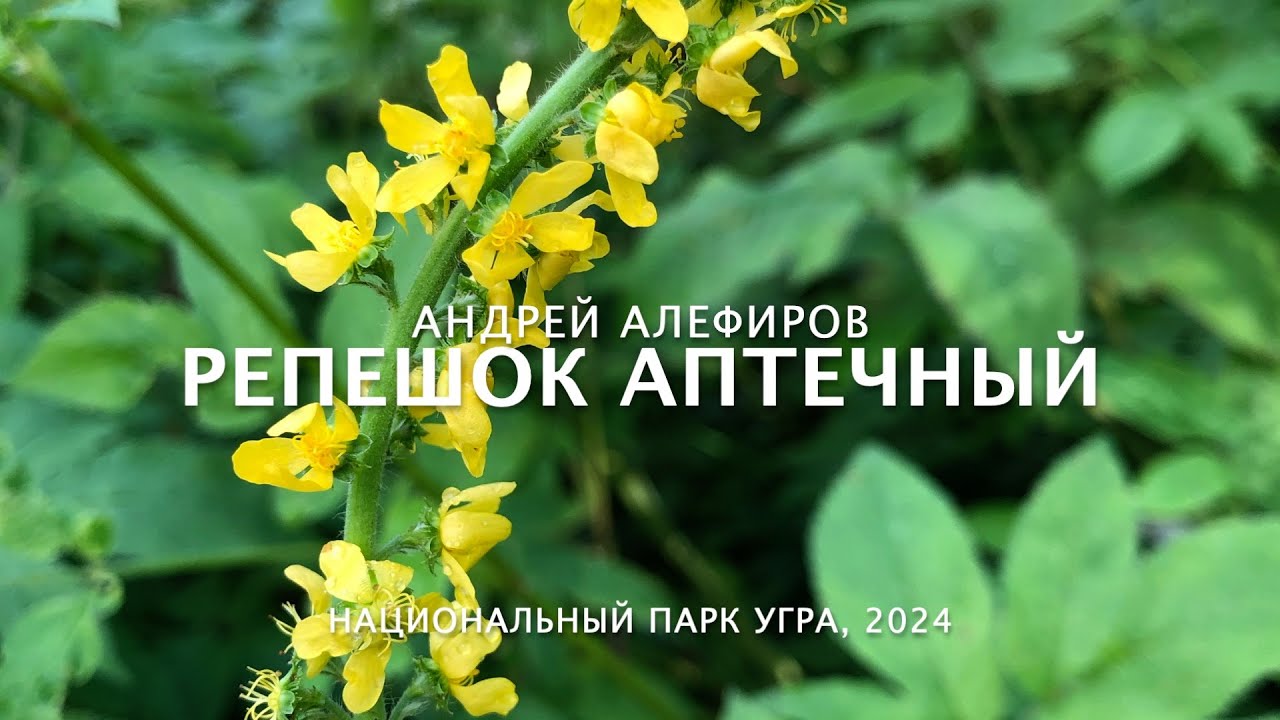 Репешок аптечный. Алефиров А.Н.