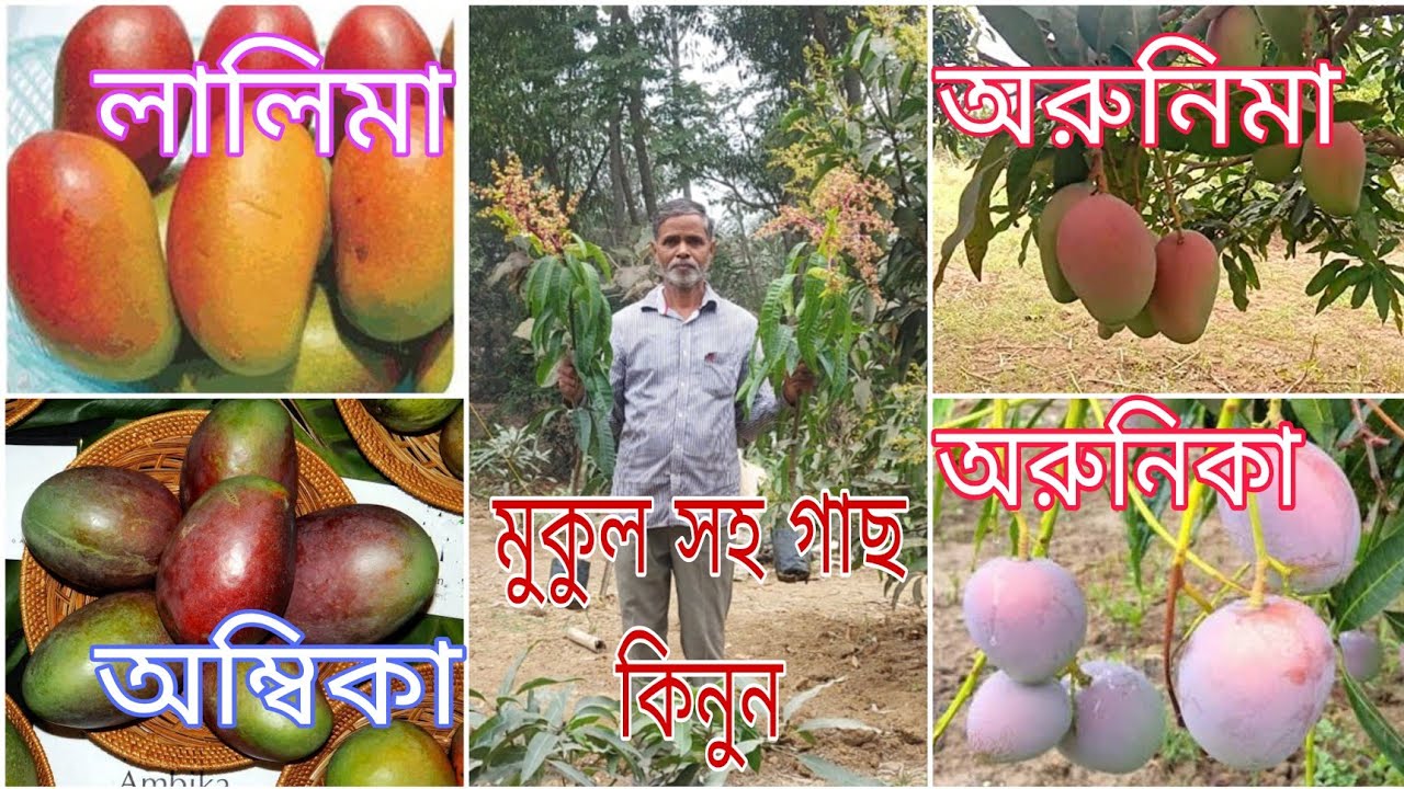 আম্রকুঞ্জ নার্সারি | মুকুল সহ গাছ | Amrakunja Nursery