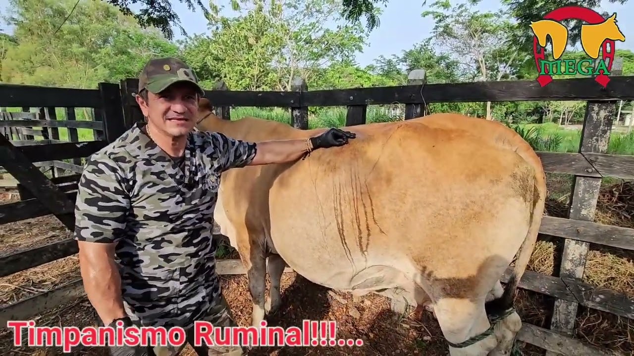 Timpanismo Ruminal. Diagnóstico y manejo de urgencias...