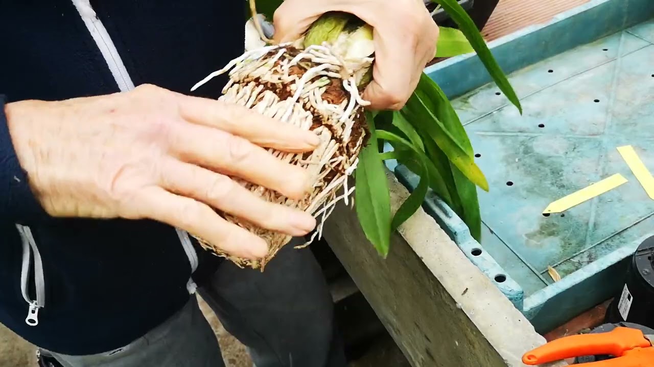 il rinvaso delle orchidee simpodiali, tutorial pratico