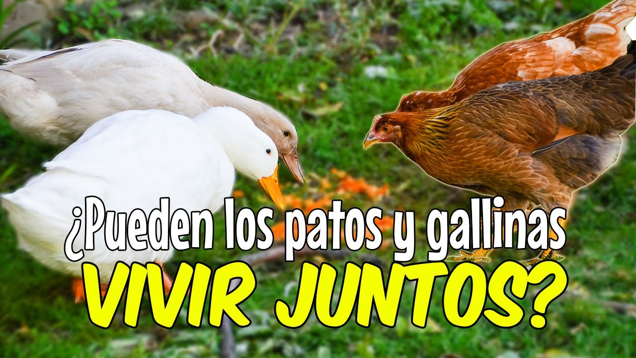 ¿Pueden las gallinas y los patos vivir juntos? 🐔 Descúbrelo aquí