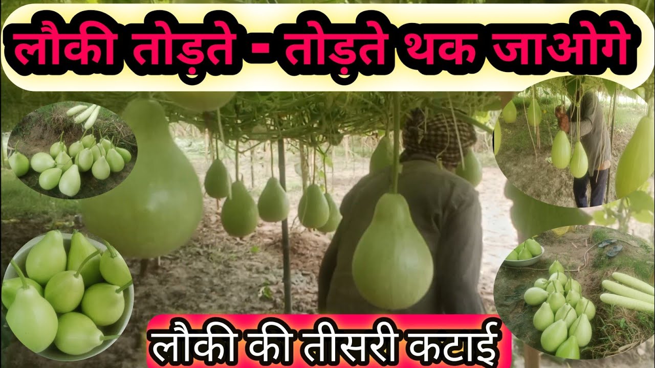 लौकी की तीसरी harvesting Bottlegourd farming लौकी की खेती से बम्पर उत्पादन l लाखो मे आमदनी #farming 