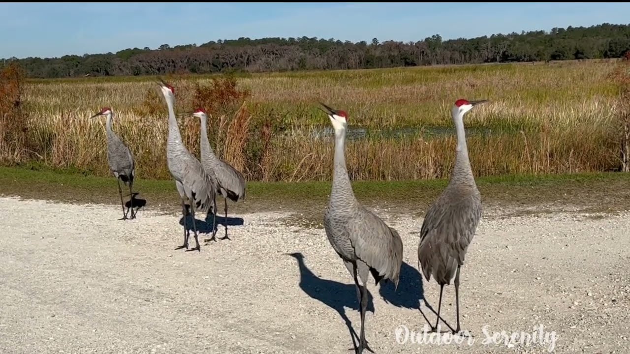 Sandhill Crane Call Compilation