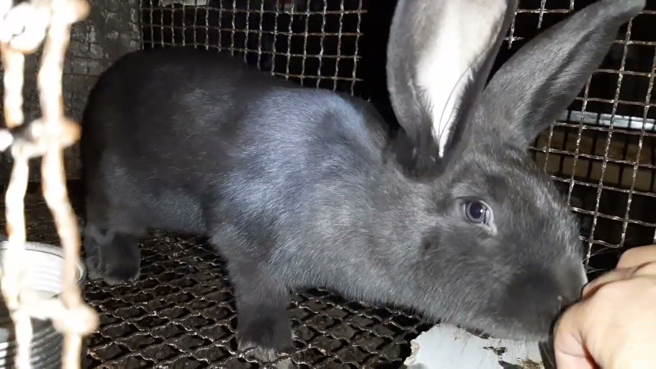 Achiziții noi în luna august 🐰🐇🐹🥕