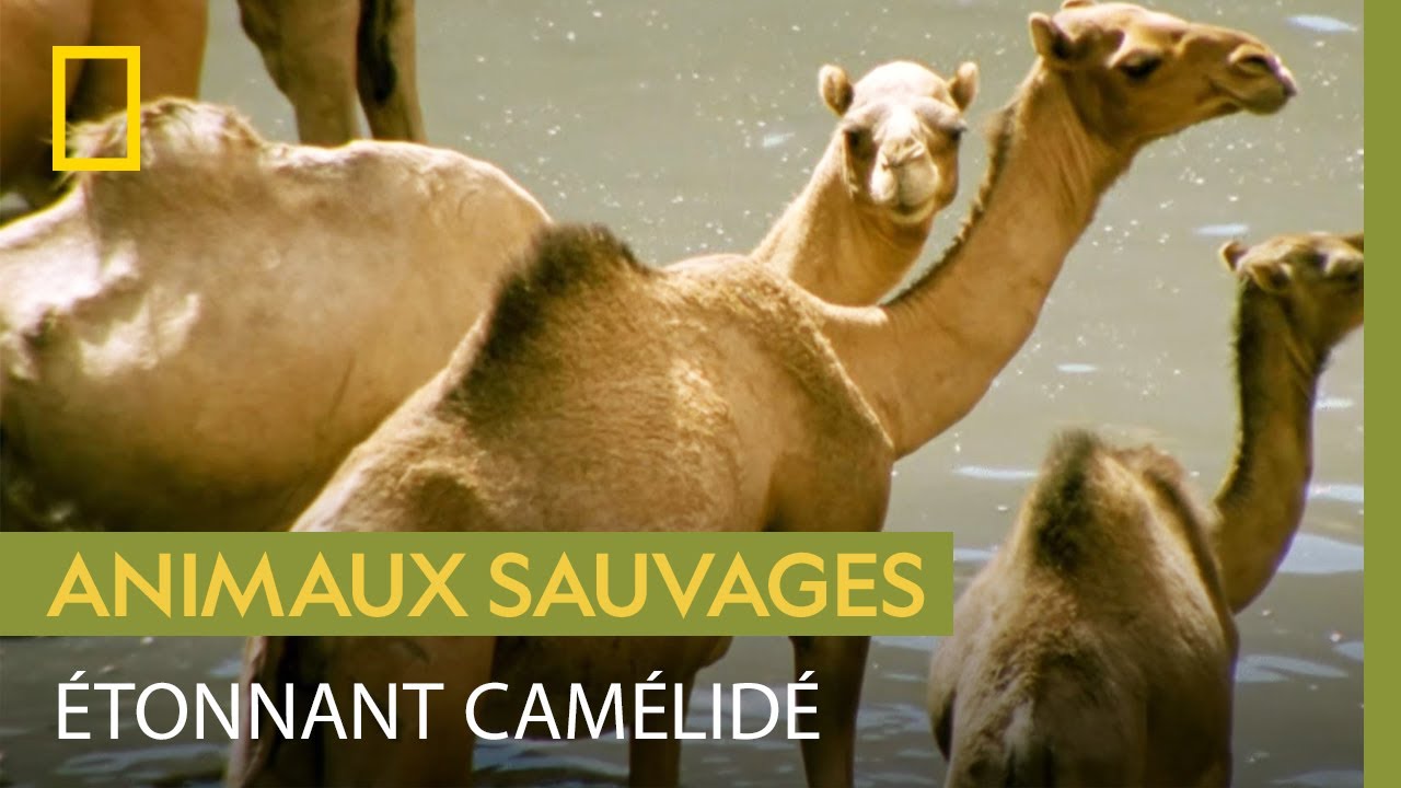 Le dromadaire, parfaitement adapté au désert