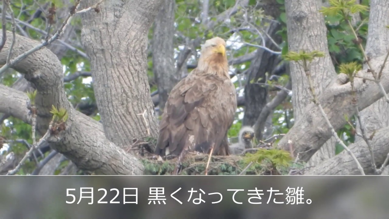 2019年 オジロワシの子育て　後編
