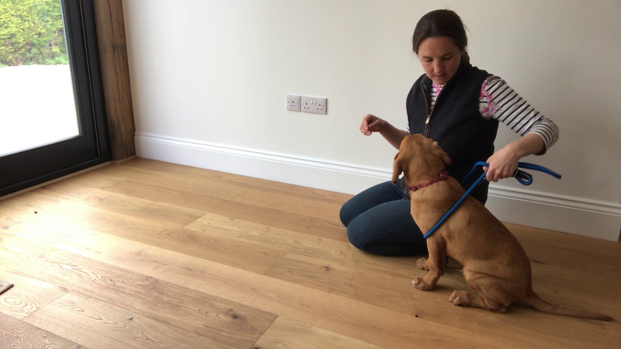 Lead training - gundog puppy - Derrity Gundogs
