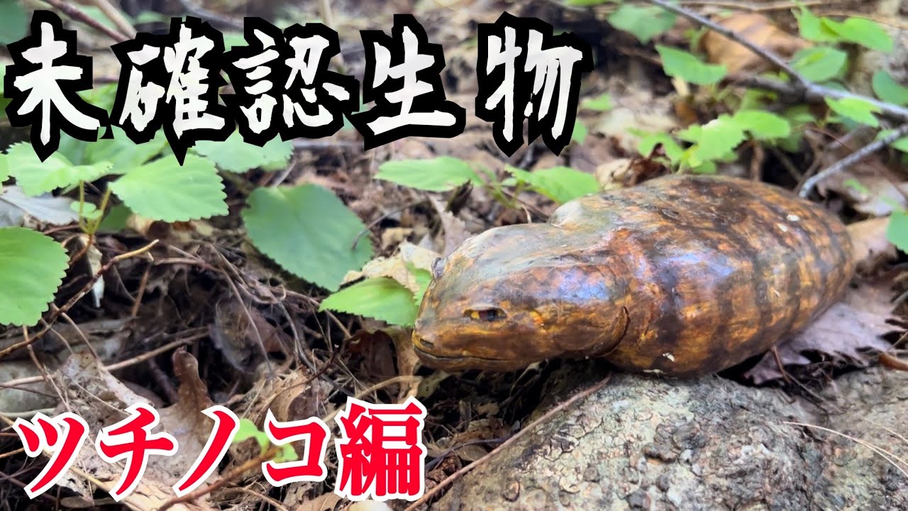 【未確認生物】幻の生き物