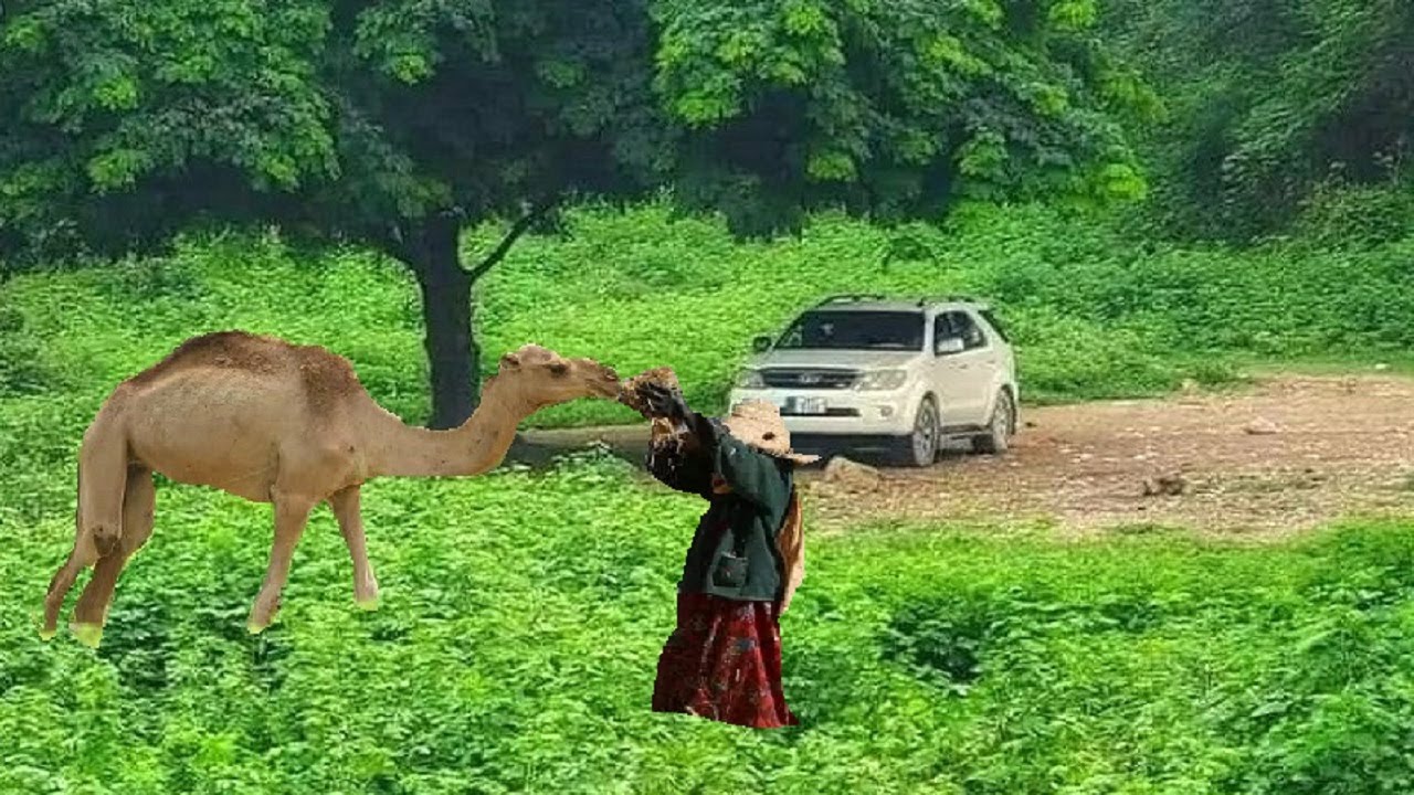 تعيش انت وتبقا - اقوى مزمار يمني مبخوت - اسمع وحكم حصري