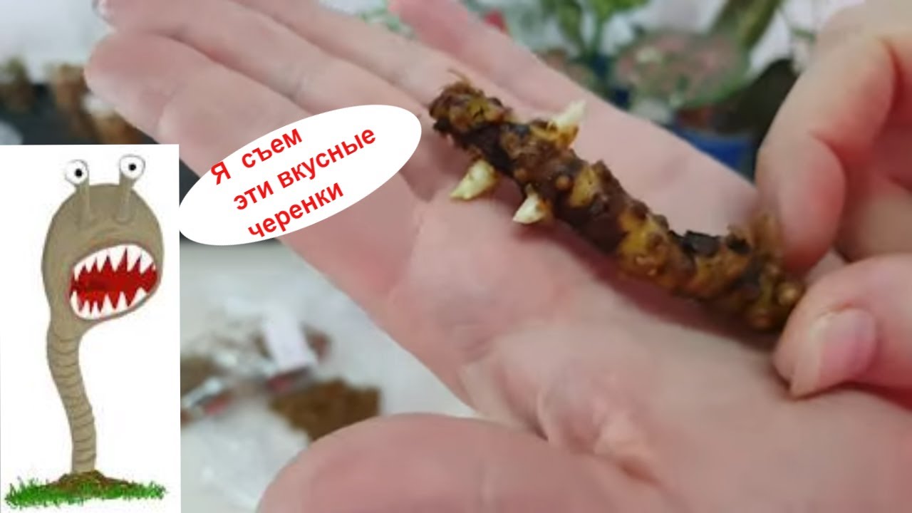 Стимулятор боковых побегов.Сциариды или Почвенные комарики.Сфагнум мох или фермент.шелуха что лучше.