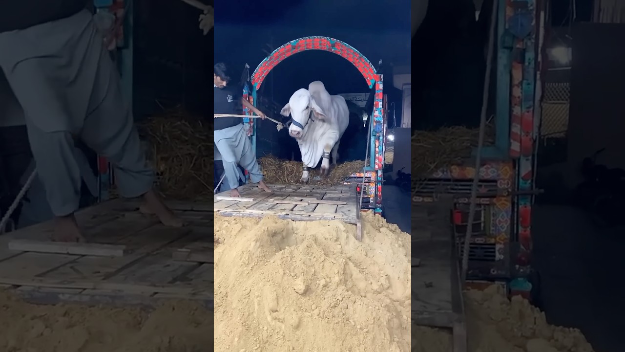 HEAVY BULL UNLOADING 😱#tranding #cow #2025