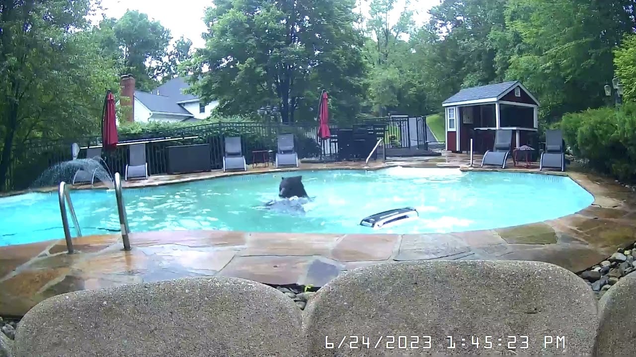 Large bear takes a dip in Sparta, NJ