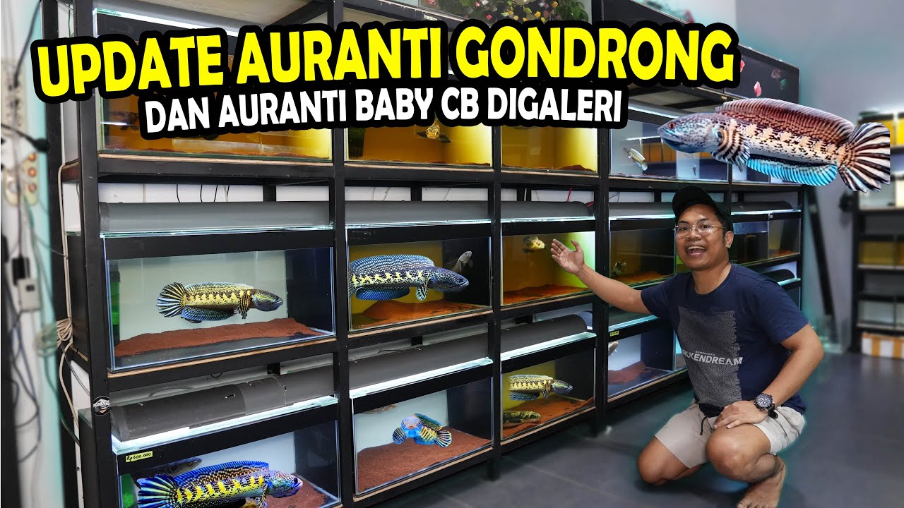 UPDATE!!  SEMUA CHANNA AURANTI GONDRONG DAN CB CHINA DIGALERI BOS BOS QU
