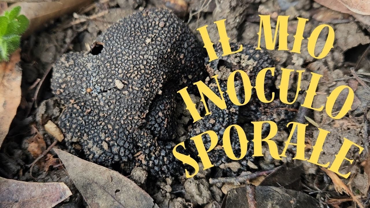 INOCULO CON SPORE DI TARTUFO