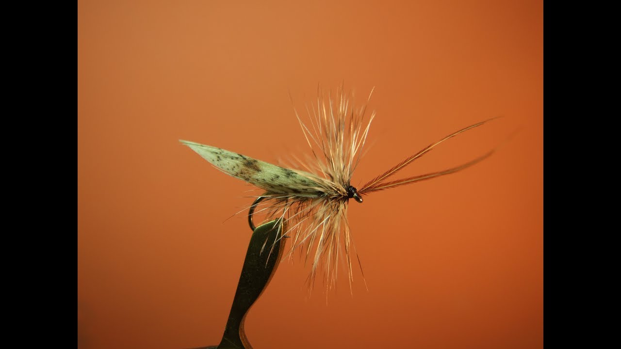 Ttying thes silver sedge