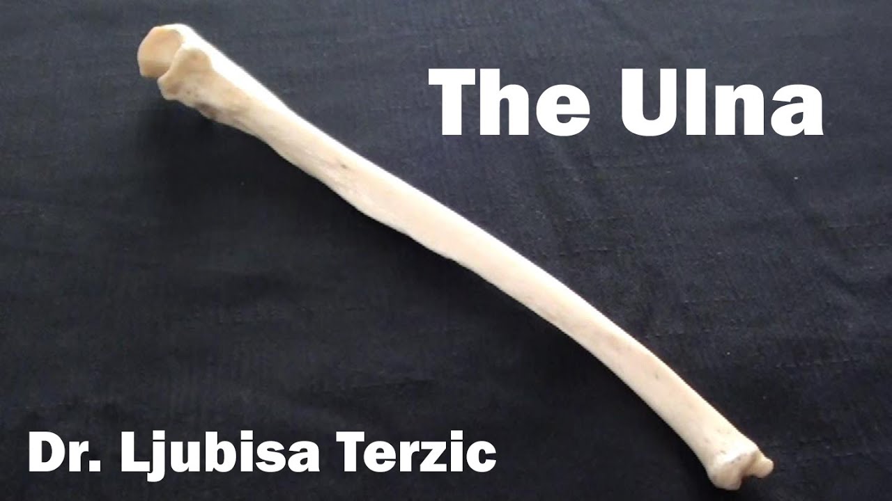 The Ulna - Skeleton of the upper limb - Anatomy