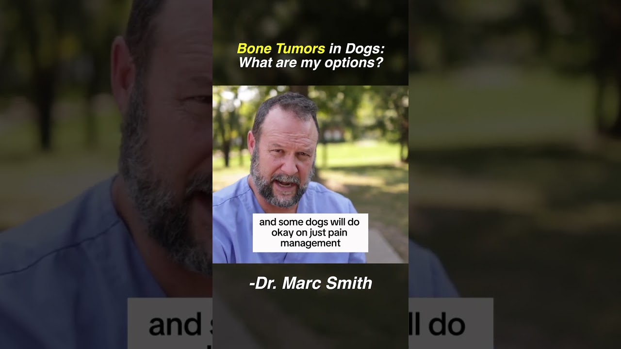 Treatment Options for Bone Cancer in Dogs by Marc Smith, DVM, MS
