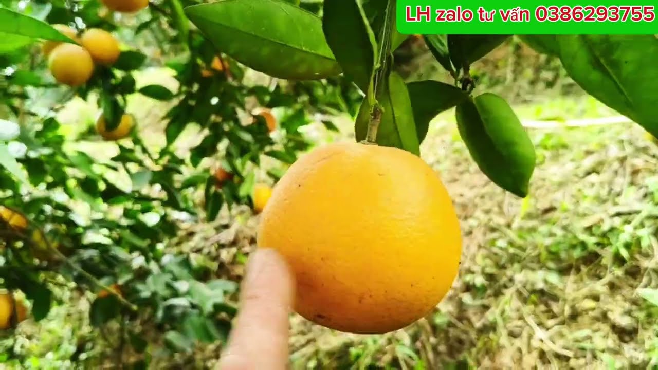 cam V2 muốn quả ch&iacute;n đẹp, kh&ocirc;ng rụng ra tết b&aacute;n phải biết điều n&agrave;y/ lưu &yacute; c&aacute;c b&aacute;c nha