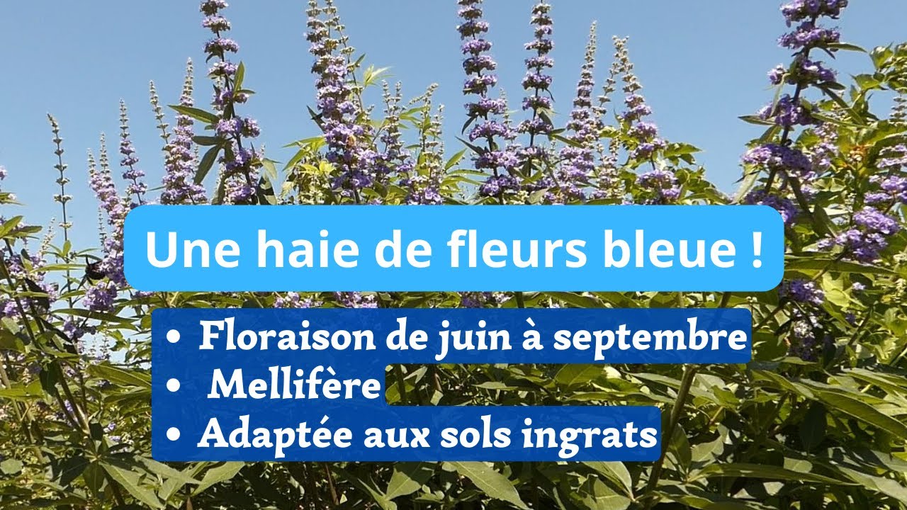 Une haie résistante à la sècheresse qui fleurit BLEU tout l'été.