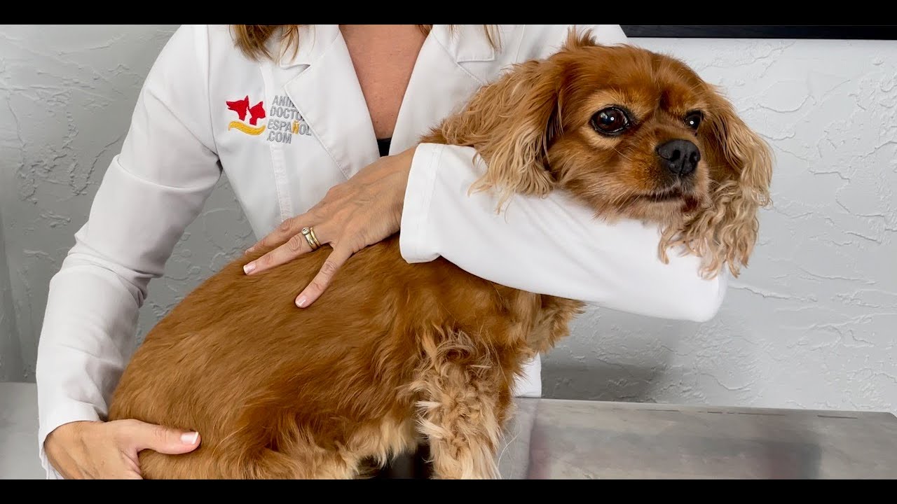 How to hold a dog to give medication
