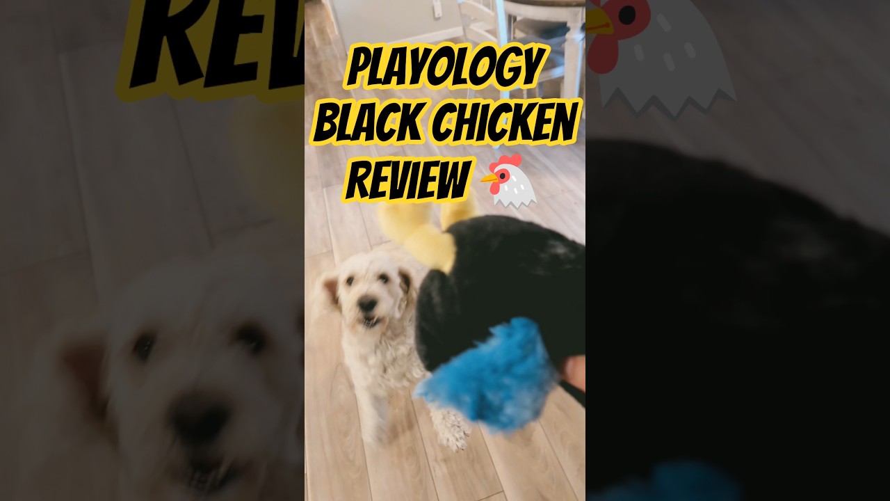 Playology Black Chicken Demo