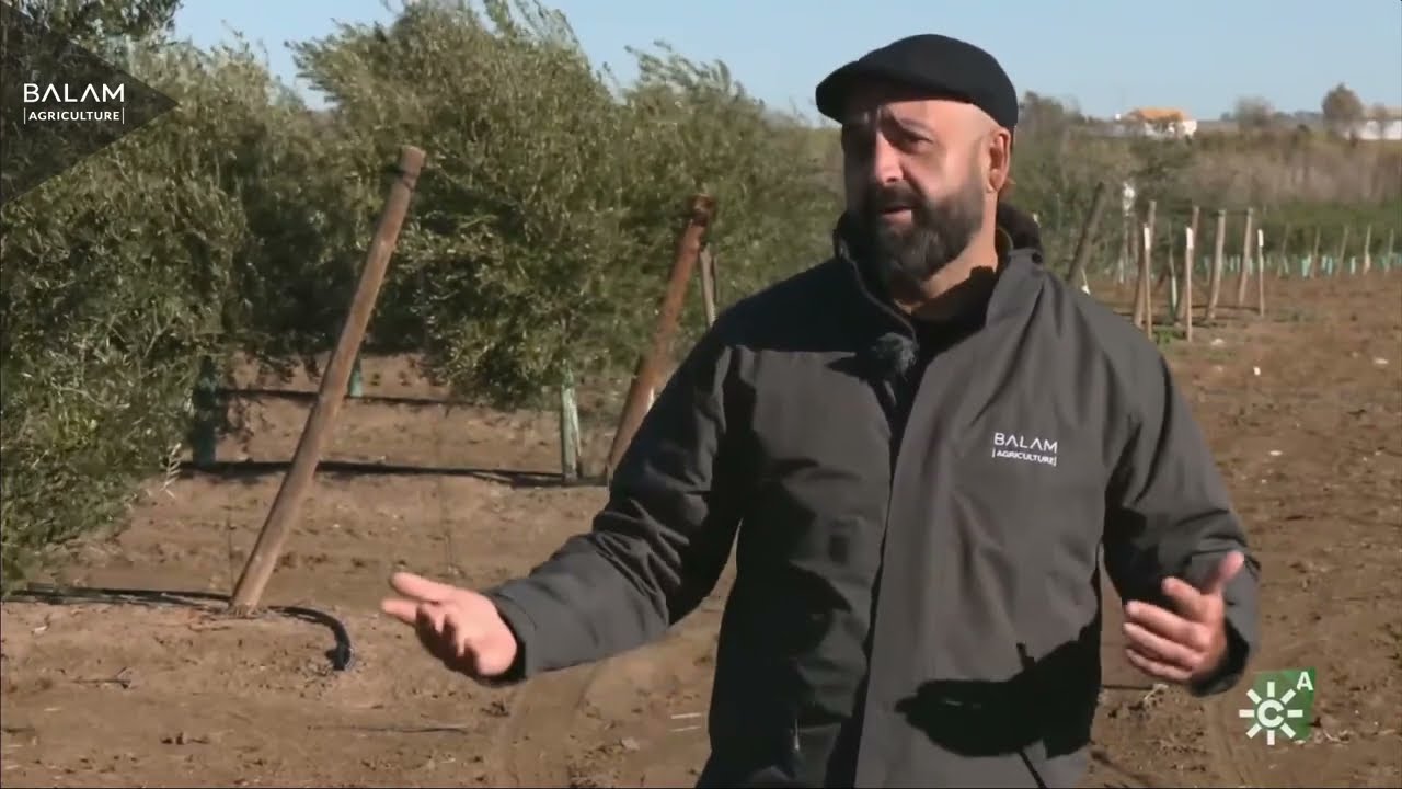 Sultana y el futuro del olivar (Tierra y Mar)