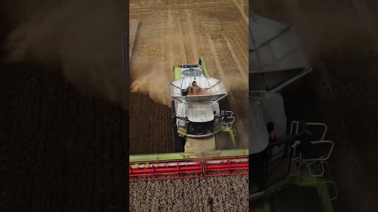 When Harvest Season Hits! #agriculture  #farming  #harvest