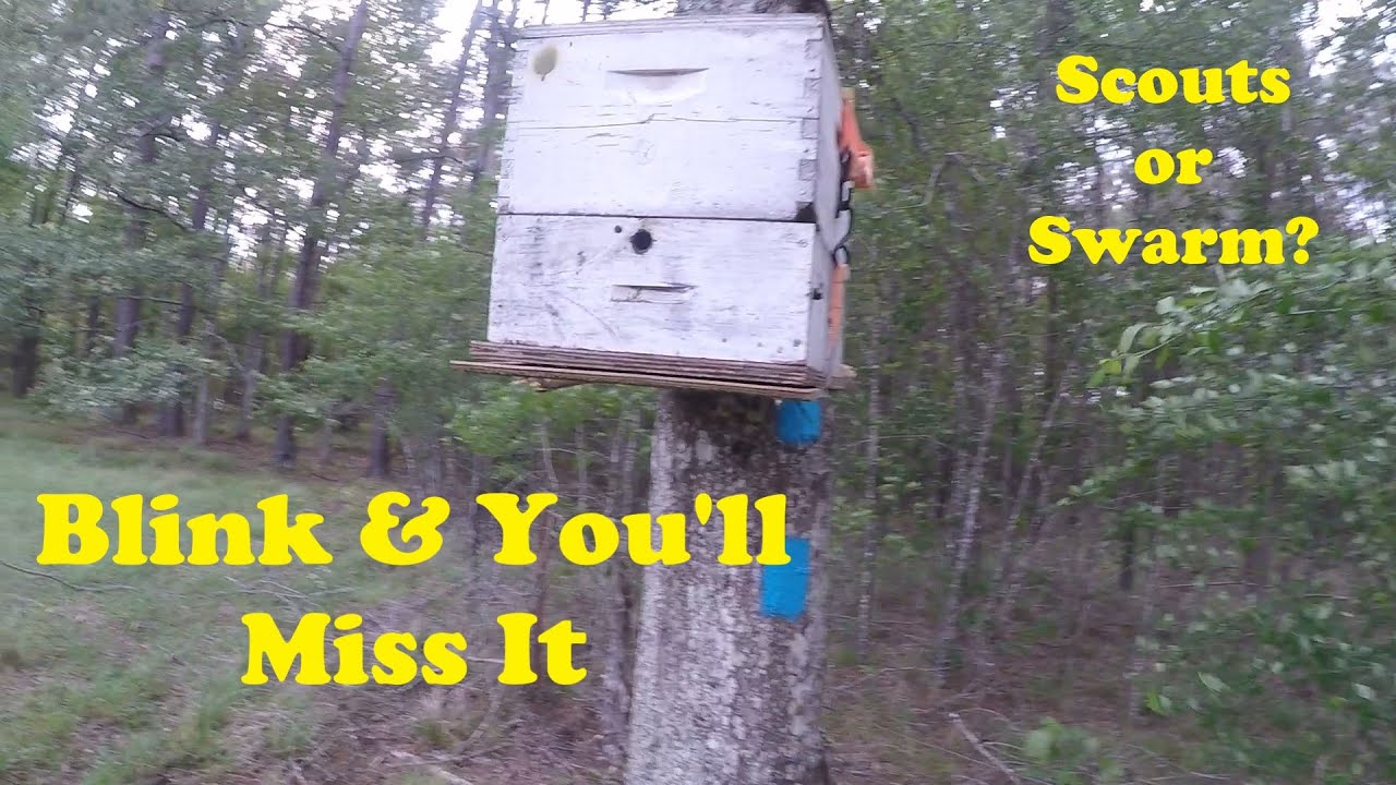 Smallest Swarm I've Ever Caught and a New Beekeeper