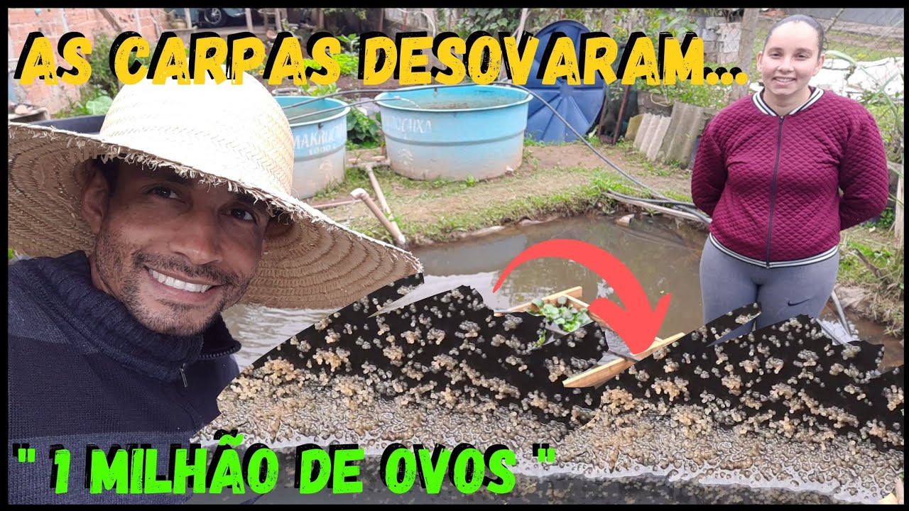 Manejo e Reprodução de CARPA  em Caixas- vídeo aula (03) #sustentabilidade @TILAPIA Minha Vida !