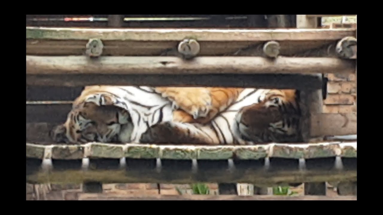 I guess tigers are not loners any more and get along well !