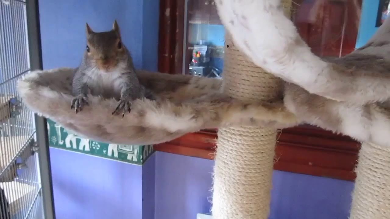 Mr. Mischief Having Fun