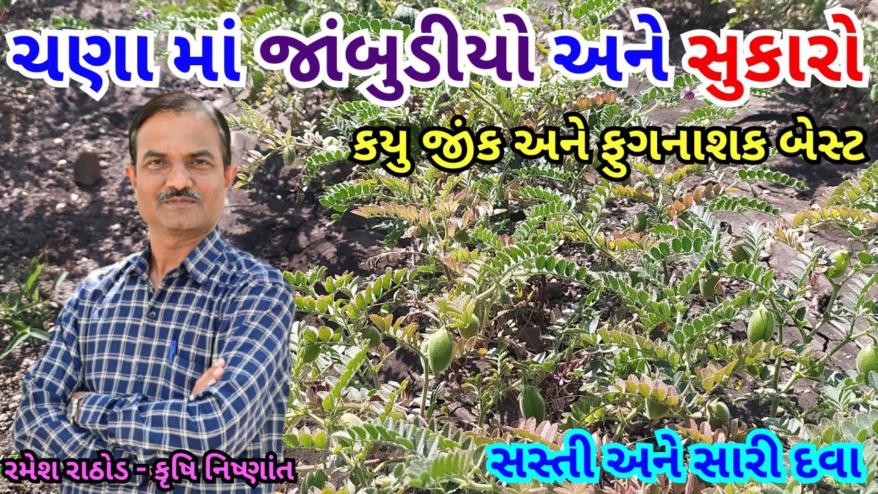 ચણા મા પિયત પસી આવતો જાંબુડીયો અને સુકારાના રોગની સસ્તી સારી દવા | ચણાની ખેતી | Gram | Chana | ચણા