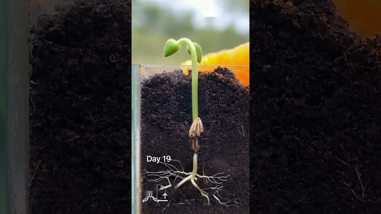 Day 1&ndash;120 |Sunflower Plant Growing Timelapse 🌱 | Ultra-Real Documentary