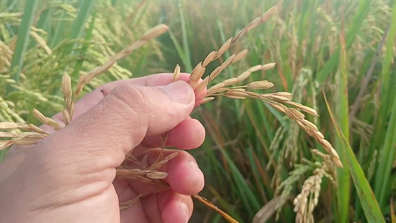 Cara Ampuh Mencegah Serangan Jamur Patogen/potong leher