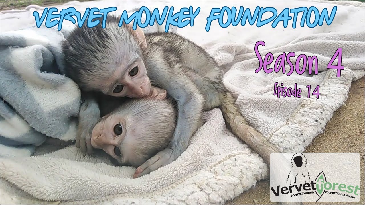 Greatly out numbered 7 baby monkeys, 1 Floki - New orphan monkey Dora arrives.